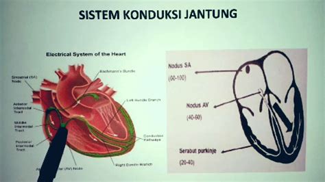 Sistem konduksi jantung